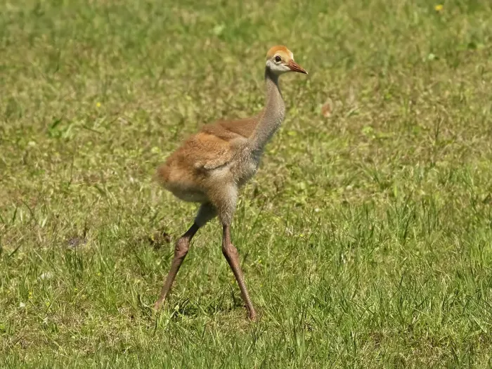 Framed Print : Florida sandhill crane colt, Florida, USA Framed Print : Florida sandhill crane colt, Florida, USA