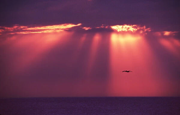 Florida, Sanibel Island. A sunset with Gods rays and a pelican