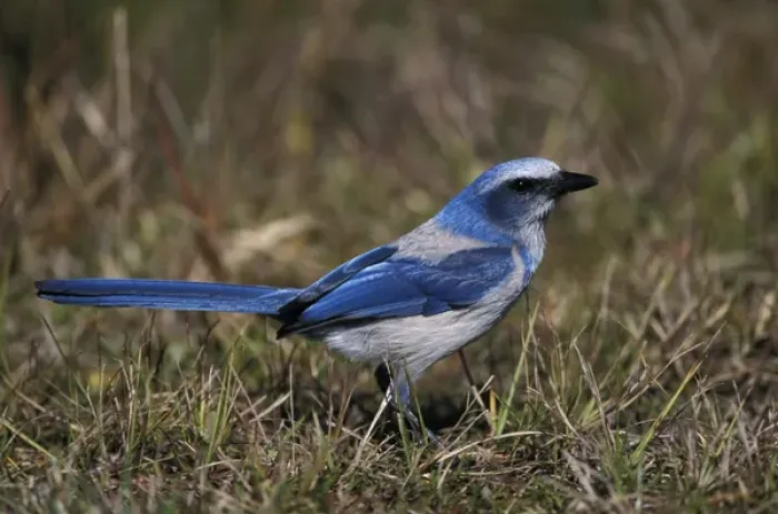 Framed Print : Florida. Scrub Jay (Aphelocoma coerulescens) Framed Print : Florida. Scrub Jay (Aphelocoma coerulescens)