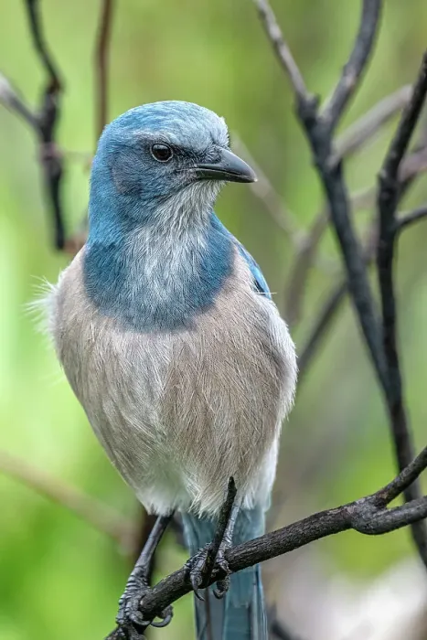 Framed Print : Florida scrub jay, Florida Framed Print : Florida scrub jay, Florida