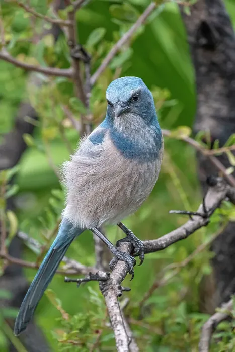 Framed Print : Florida scrub jay, Florida Framed Print : Florida scrub jay, Florida