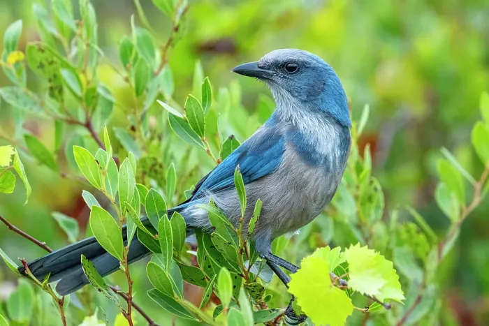 Framed Print : Florida scrub jay, Florida