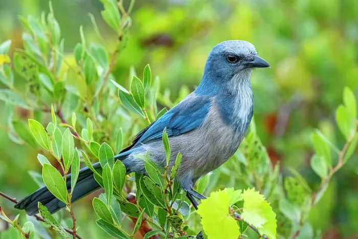 Framed Print : Florida scrub jay, Florida
