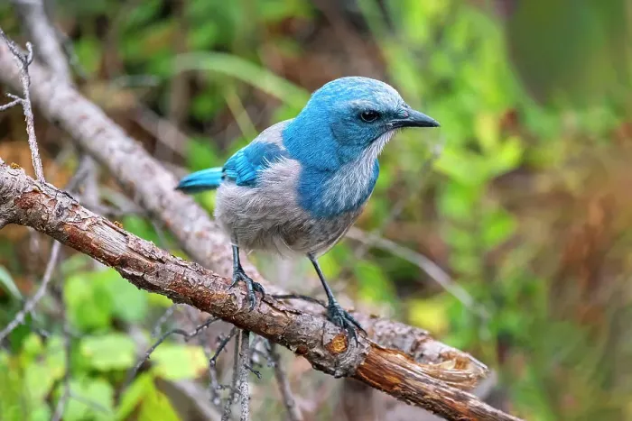 Framed Print : Florida scrub jay, Florida