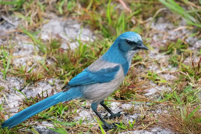 Framed Print : Florida scrub jay, Florida