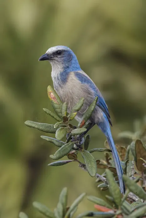 Framed Print : Florida scrub jay, Merritt Island National Wildlife Refuge, Florida