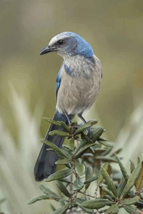 Framed Print : Florida scrub jay, Merritt Island National Wildlife Refuge, Florida Framed Print : Florida scrub jay, Merritt Island National Wildlife Refuge, Florida