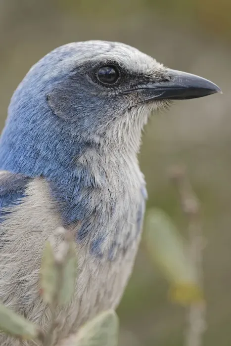 Framed Print : Florida scrub jay, Merritt Island National Wildlife Refuge, Florida