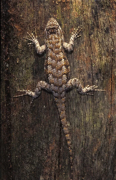 Florida, Southern Fence Lizard on cypress fence post, Sceloporus undulatus undulatus