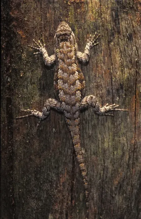 Framed Print : Florida, Southern Fence Lizard on cypress fence post, Sceloporus undulatus undulatus