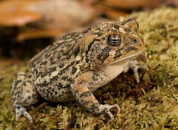 Florida, Southern toad, Bufo terrestris