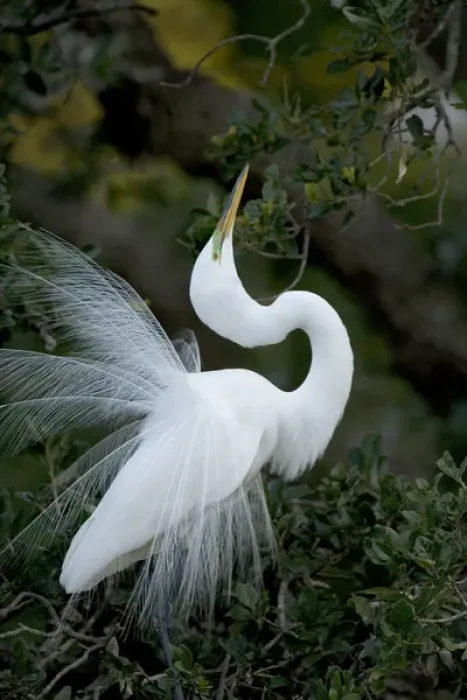 Framed Print : Florida, St. Augustine. Great egret exhibiting sky pointing on nest Framed Print : Florida, St. Augustine. Great egret exhibiting sky pointing on nest