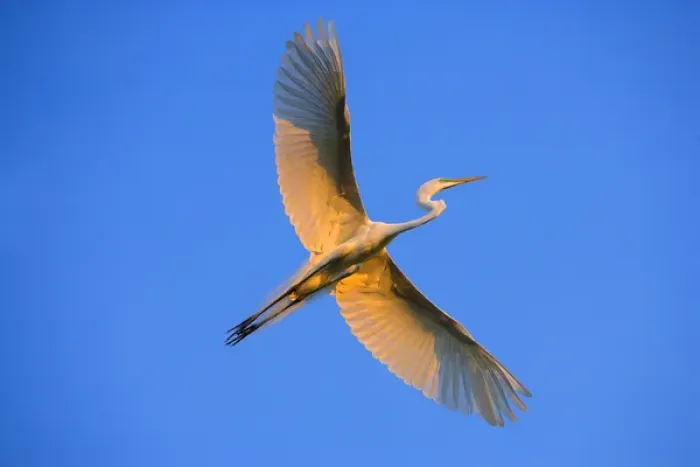 Framed Print : Florida, St. Augustine. Great egret in flight at sunset. Credit as: Jim Zuckerman