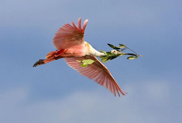 Florida, Tampa Bay. Roseate spoonbill in flight carrying nesting material. Credit as