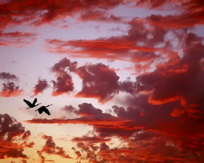 Framed Print : Florida, Tampa Bay. Silhouette of roseate spoonbills in flight against red clouds at sunset Framed Print : Florida, Tampa Bay. Silhouette of roseate spoonbills in flight against red clouds at sunset