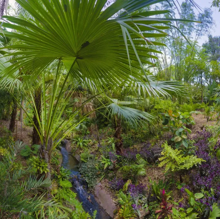 Framed Print : Florida, Tropical Garden with Palm Frond