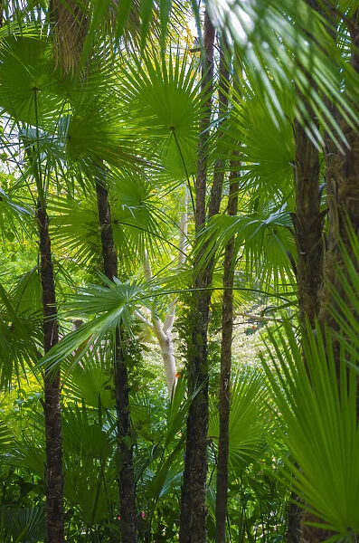 Florida, Tropical Garden Palms