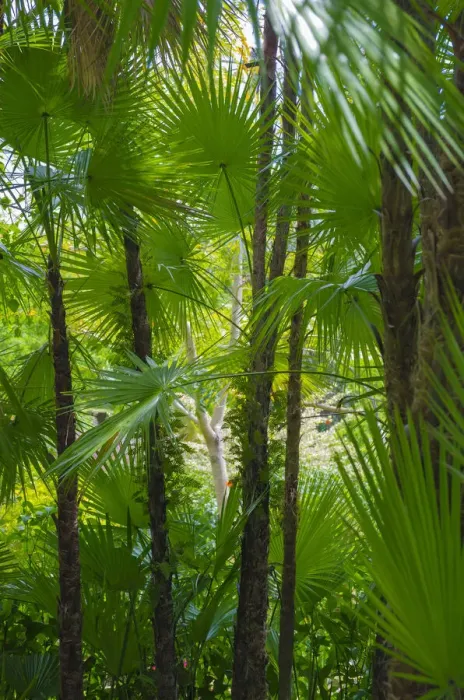 Framed Print : Florida, Tropical Garden Palms