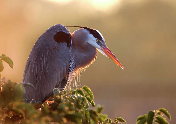 Florida, Wakodahatchee. Great blue heron perches on a tree at sunrise in the wetlands
