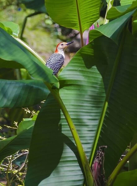 Florida, Woodpecker among Banana Leaves