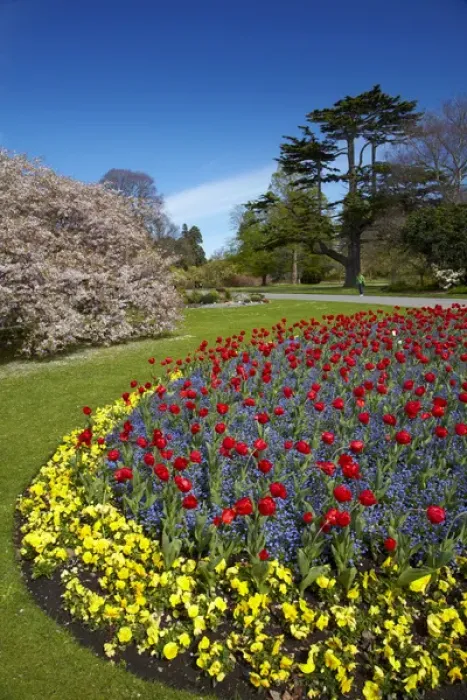 Framed Print : Flower bed and blossom tree, Botanic Gardens, Hagley Park, Christchurch, Canterbury Framed Print : Flower bed and blossom tree, Botanic Gardens, Hagley Park, Christchurch, Canterbury