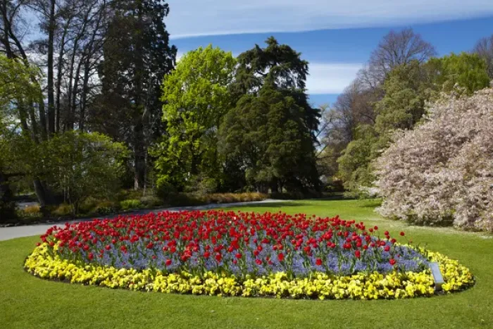Framed Print : Flower bed and blossom tree, Botanic Gardens, Hagley Park, Christchurch, Canterbury Framed Print : Flower bed and blossom tree, Botanic Gardens, Hagley Park, Christchurch, Canterbury
