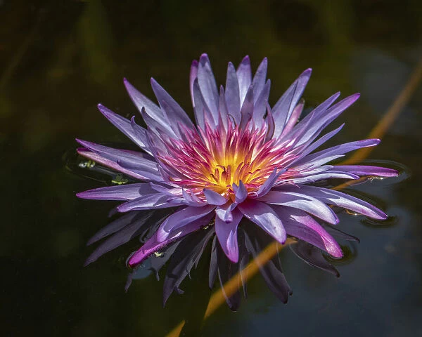 Flower with bright flaming colors and ghostly reflection in the water