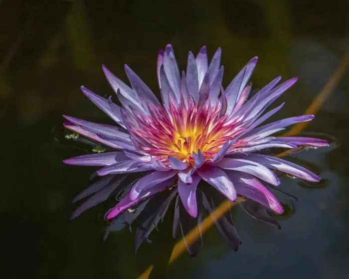 Framed Print : Flower with bright flaming colors and ghostly reflection in the water Framed Print : Flower with bright flaming colors and ghostly reflection in the water