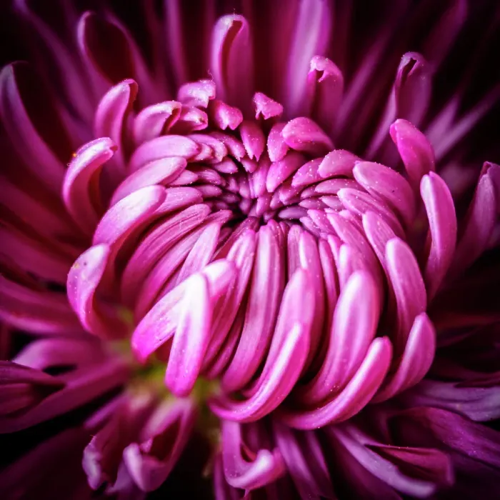 Framed Print : Flower close-up