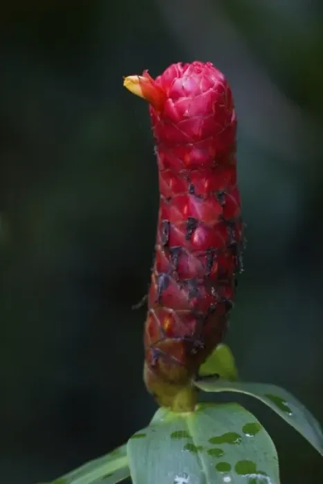 Framed Print : flower of Costus sp. plant of the Ginger family that originates in Central America
