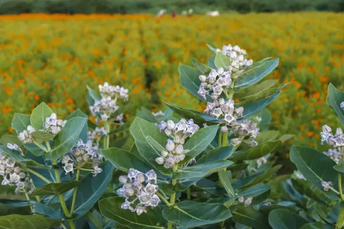 Framed Print : Flower field, southern India