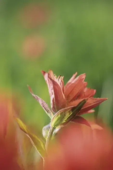 Framed Print : Flower in field, Washington