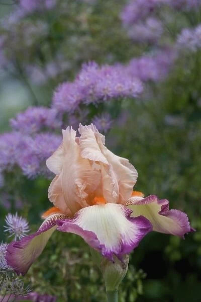 Flower Garden of Bearded Iris just north of Salem, Oregon