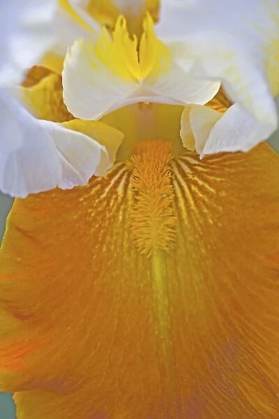 Flower Garden of Bearded Iris just north of Salem Oregon