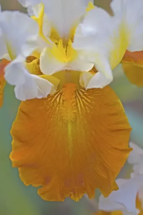 Framed Print : Flower Garden of Bearded Iris just north of Salem Oregon