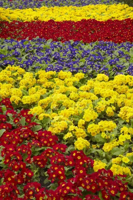 Framed Print : Flower garden at Dunedin Railway Station, South Island, New Zealand Framed Print : Flower garden at Dunedin Railway Station, South Island, New Zealand
