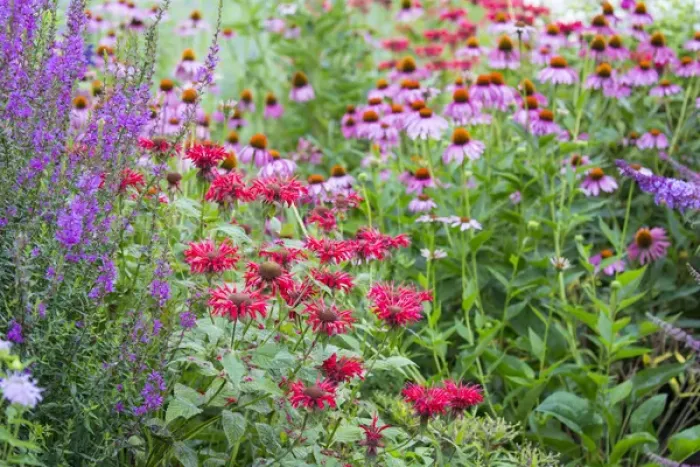 Framed Print : Flower garden (Purple Coneflowers, Red Bee Balm, Purple Lythrum) Marion Co. IL