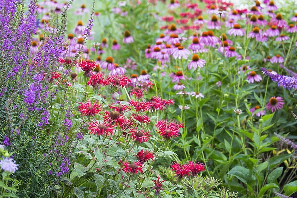 Flower garden (Purple Coneflowers, Red Bee Balm, Purple Lythrum) Marion Co. IL
