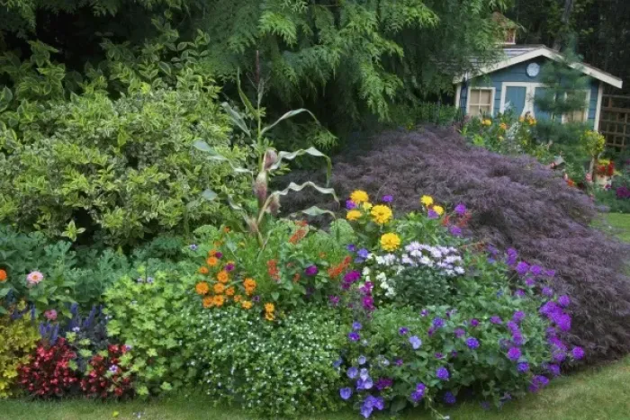 Framed Print : Flower garden with shed in background our Garden Sammamish, Washington
