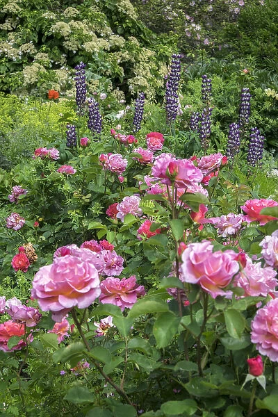 Flower garden, USA