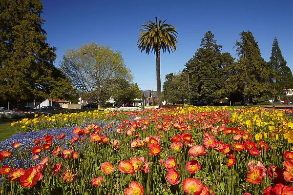 Flower Gardens and palm tree, Seymour Square, Blenheim, Marlborough, South Island
