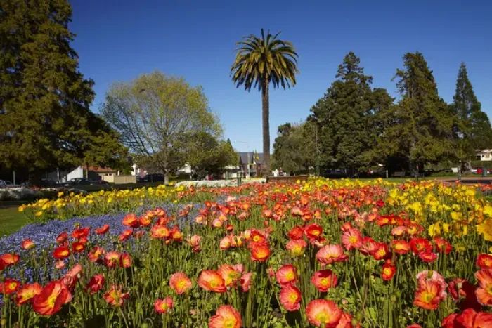 Framed Print : Flower Gardens and palm tree, Seymour Square, Blenheim, Marlborough, South Island