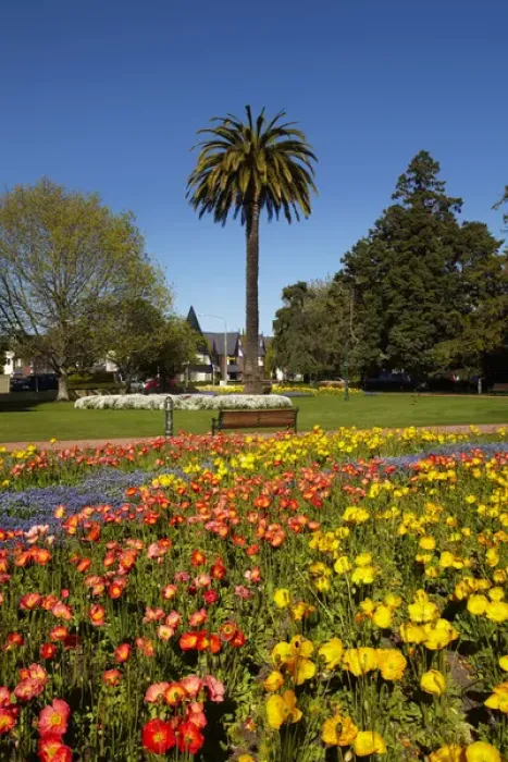 Framed Print : Flower Gardens and palm tree, Seymour Square, Blenheim, Marlborough, South Island