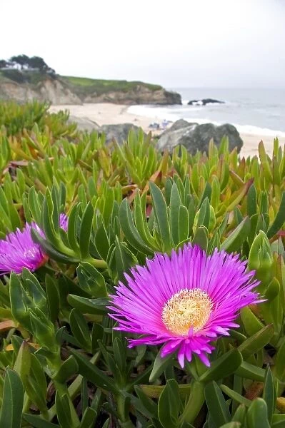 The flower of an ice plant on the California coast
