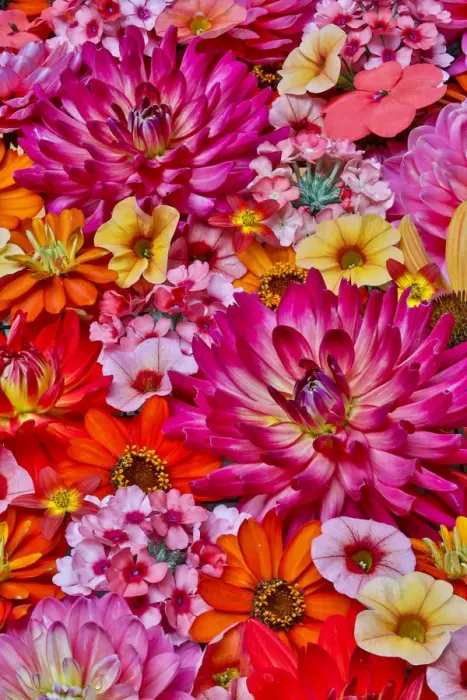 Framed Print : Flower pattern with large group of flowers, Sammamish, Washington State