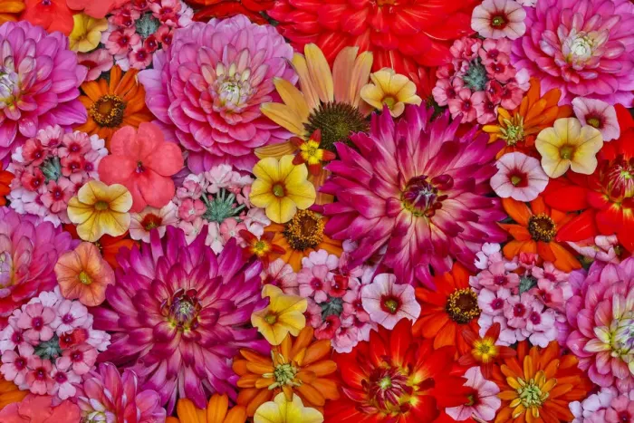 Framed Print : Flower pattern with large group of flowers, Sammamish, Washington State Framed Print : Flower pattern with large group of flowers, Sammamish, Washington State