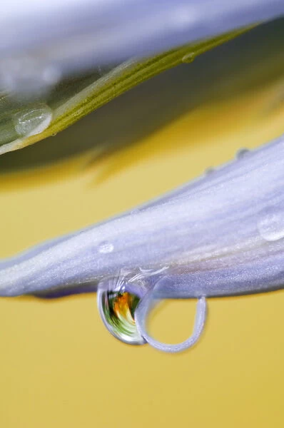 Flower petal with drop and reflection. Credit as: Nancy Rotenberg  /  Jaynes Gallery  /  DanitaDelimont