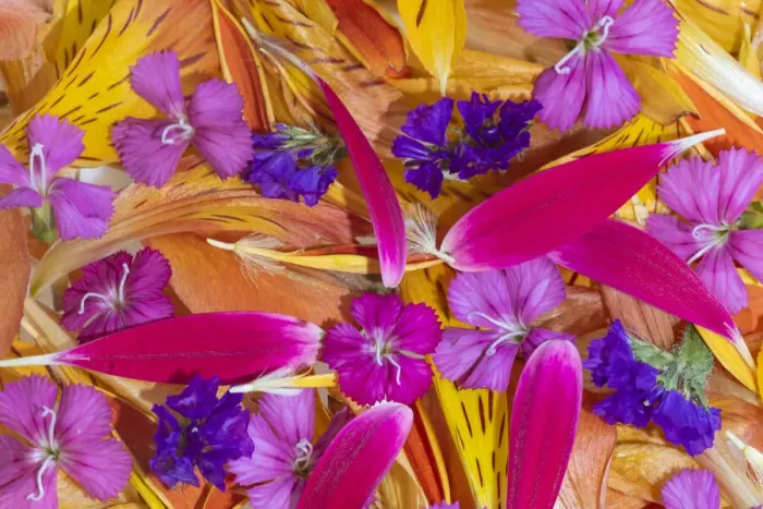 Framed Print : Flower petals arrangement, Marion County, Illinois