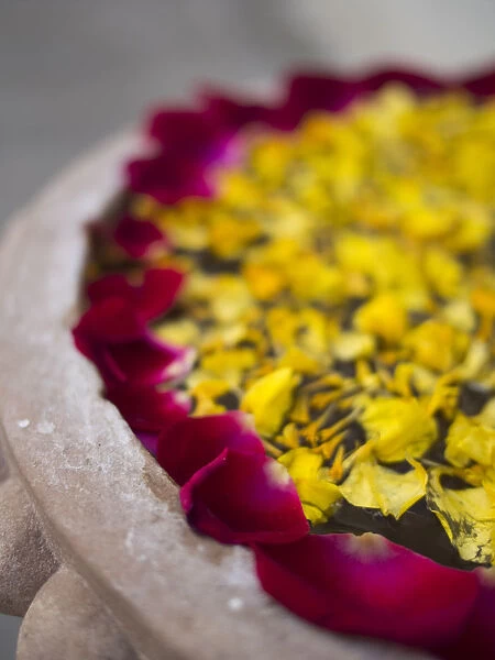 Flower petals floating on water surface in Udaipur, Rajasthan, India