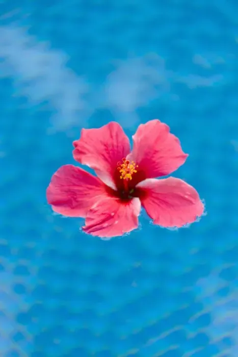Framed Print : Flower in the water for decoration, Palau Framed Print : Flower in the water for decoration, Palau